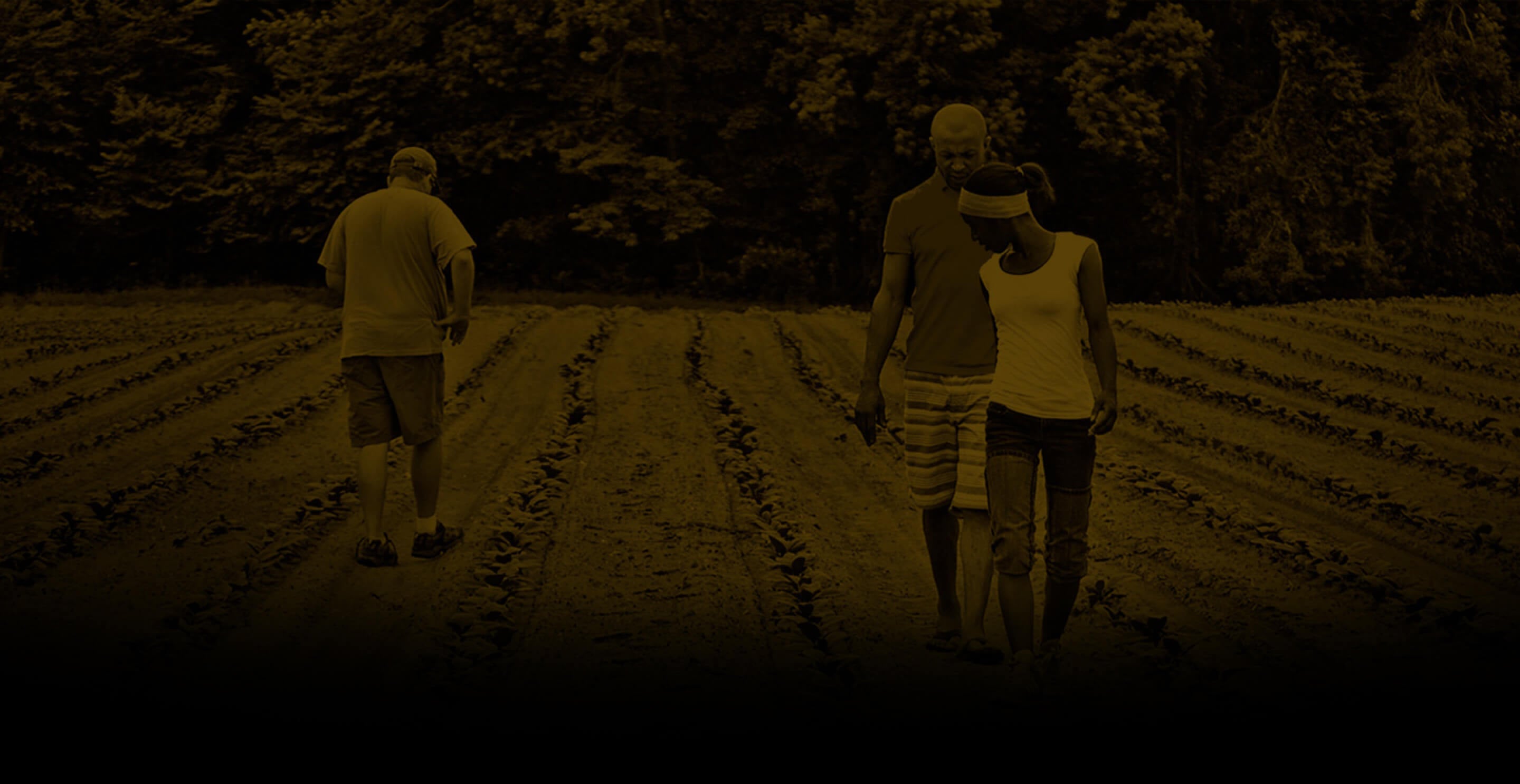 People walking through cultivated tobacco rows