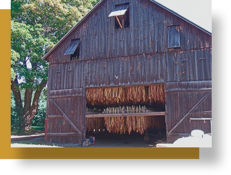 Traditional tobacco barn with hanging leaf
